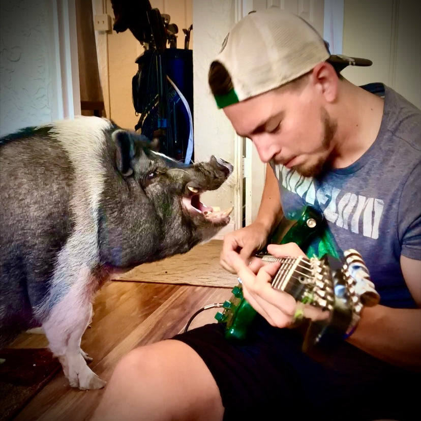 THE GUITAR PIG - Pig Hog